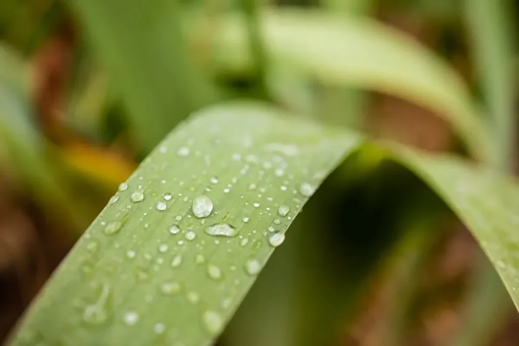 Morning dew on a fresh green leaf, symbolizing calm, clarity, and a peaceful start to the day.